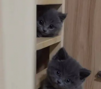 Ę?bio){؈ Rȫ