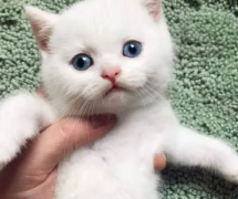 ë؈ B(yng)